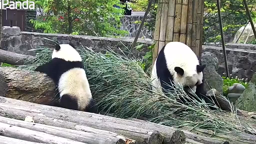 【每日一滚】带娃野餐的真实写照